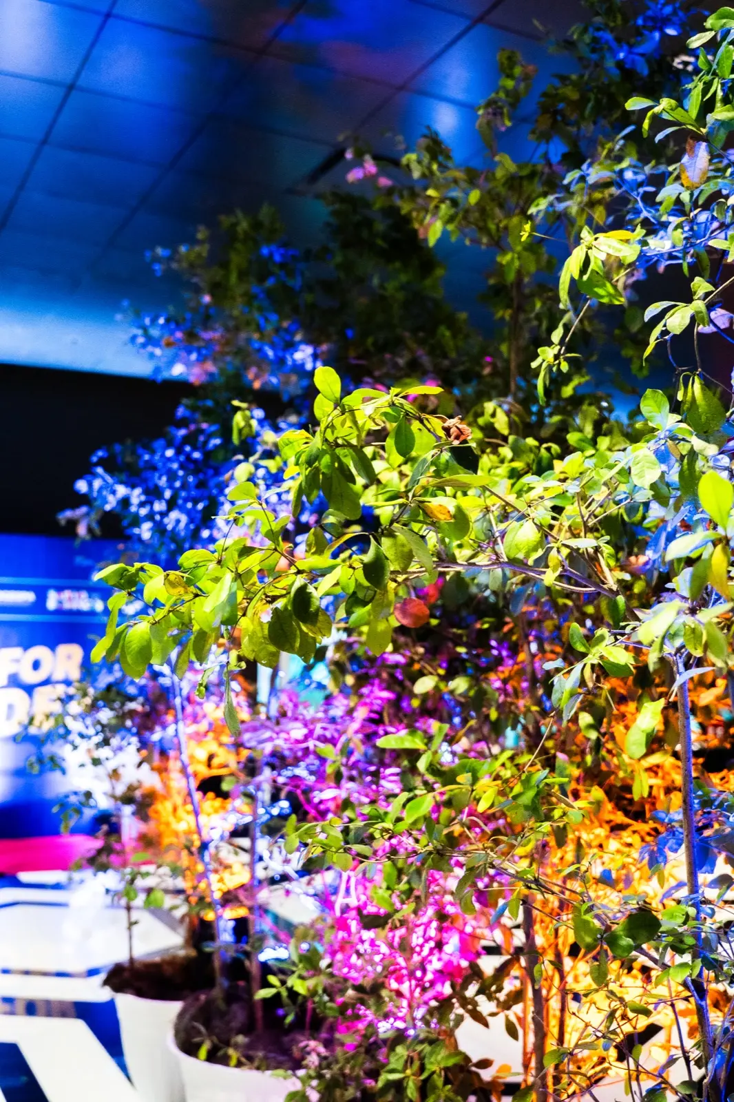 ALQUILERES Y VIVEROS HUMBERTO foto 2