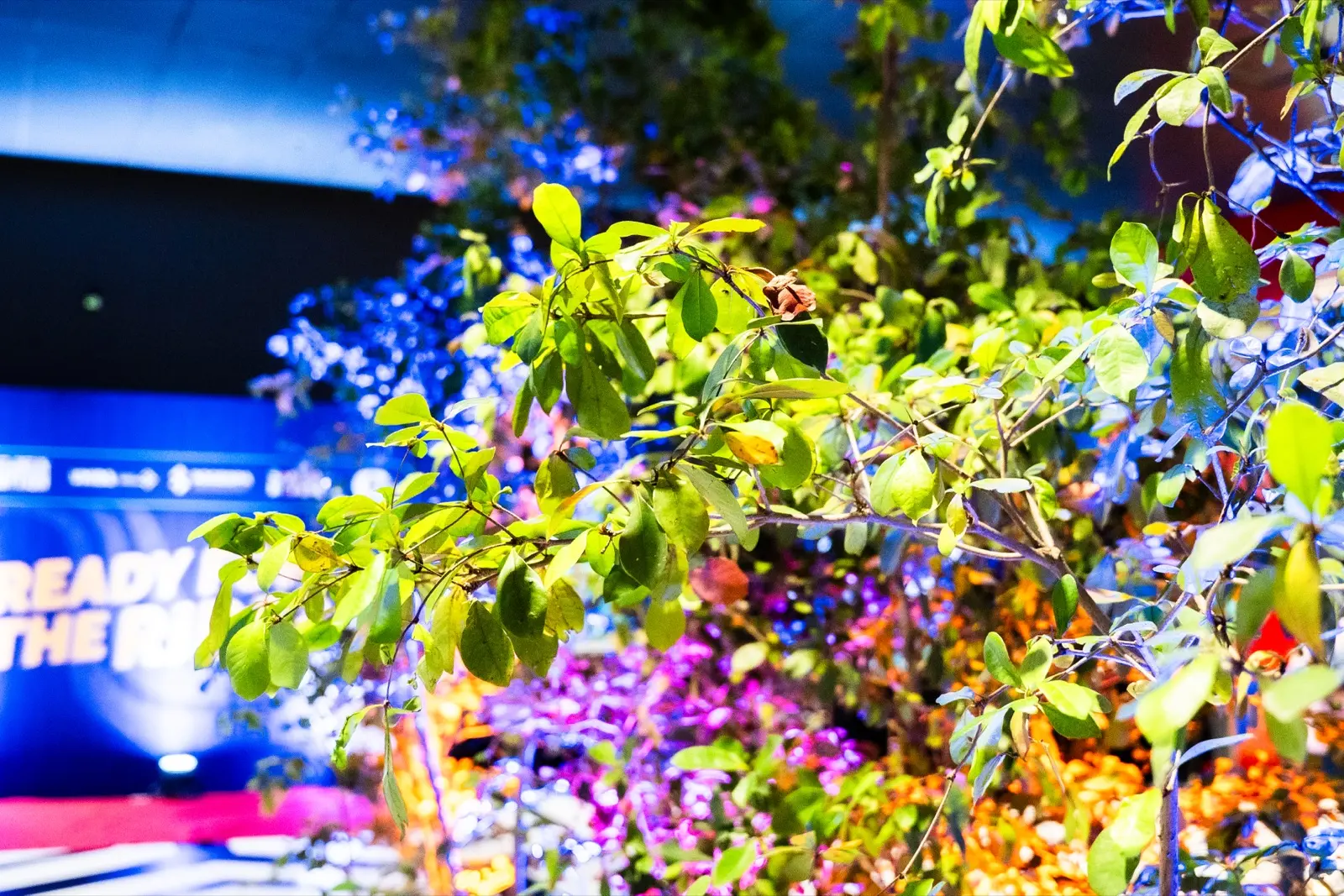 ALQUILERES Y VIVEROS HUMBERTO foto 3